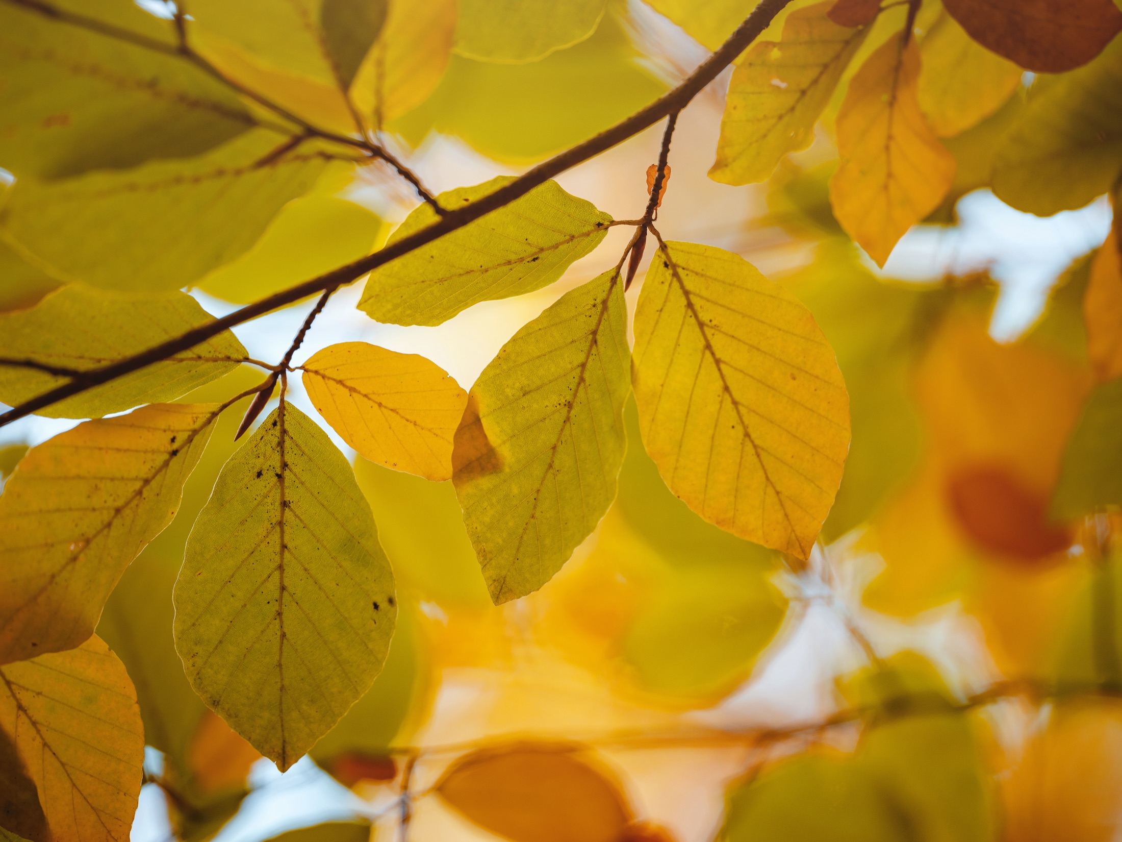 Golden leaves glowing in soft sunlight